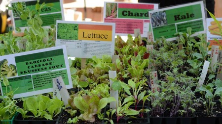 learning_garden