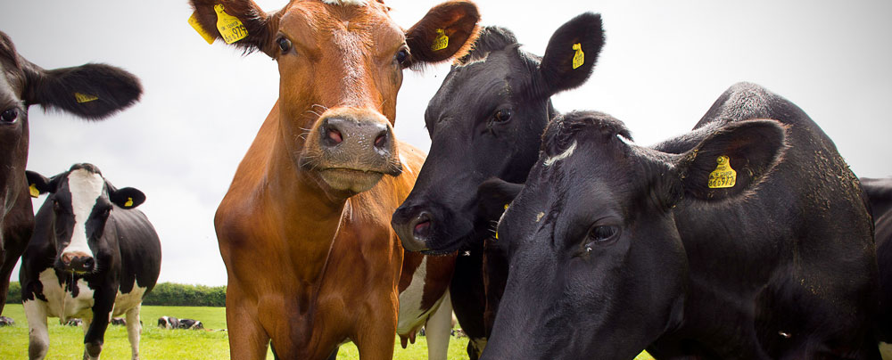 cows photo by Jamie Dobson